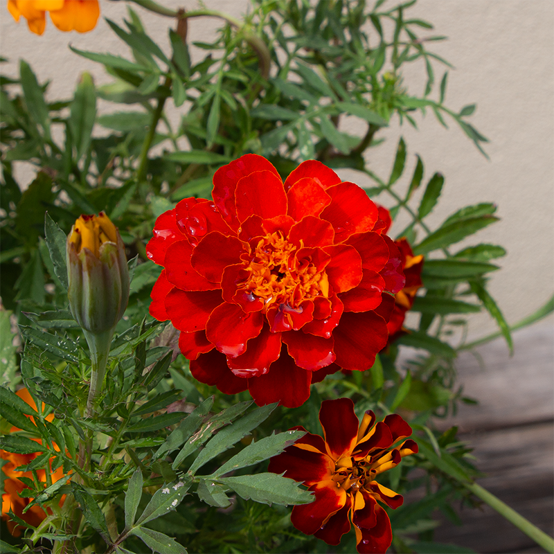 Marigold Durango Mix 6"