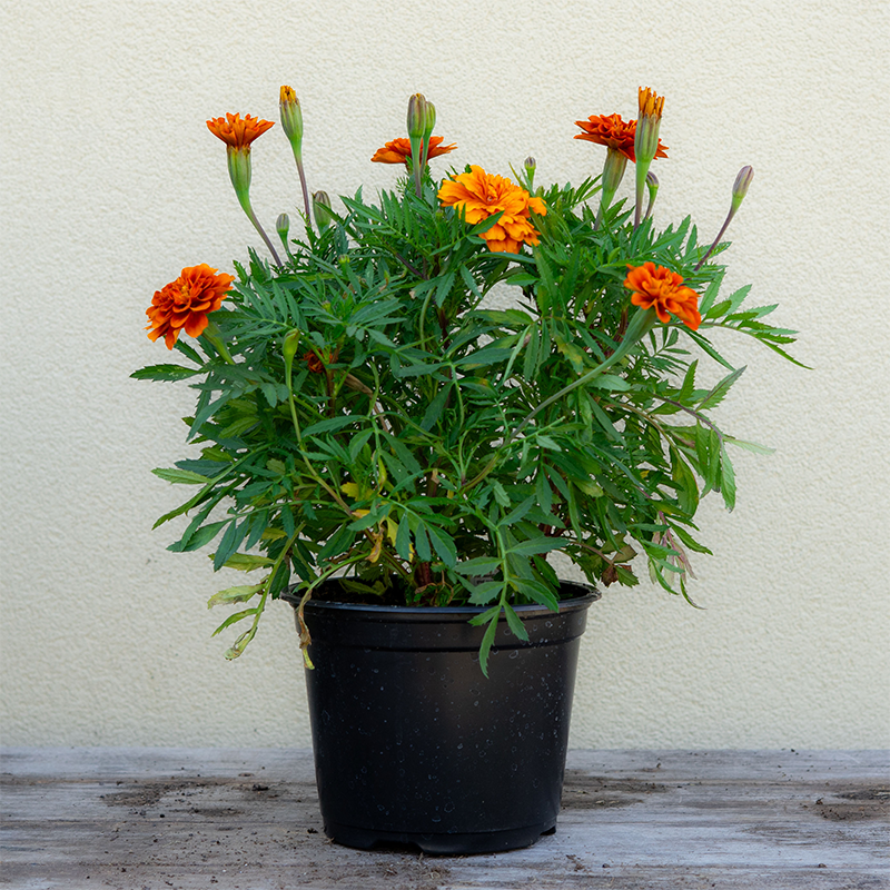 Marigold Fireball 6"
