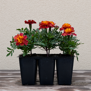Marigold Strawberry Blonde 6 Pack