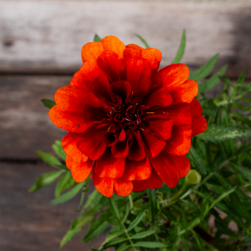 Marigold Fireball 4"