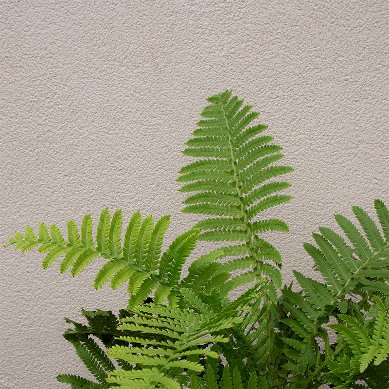 Matteuccia struthiopteris G01
