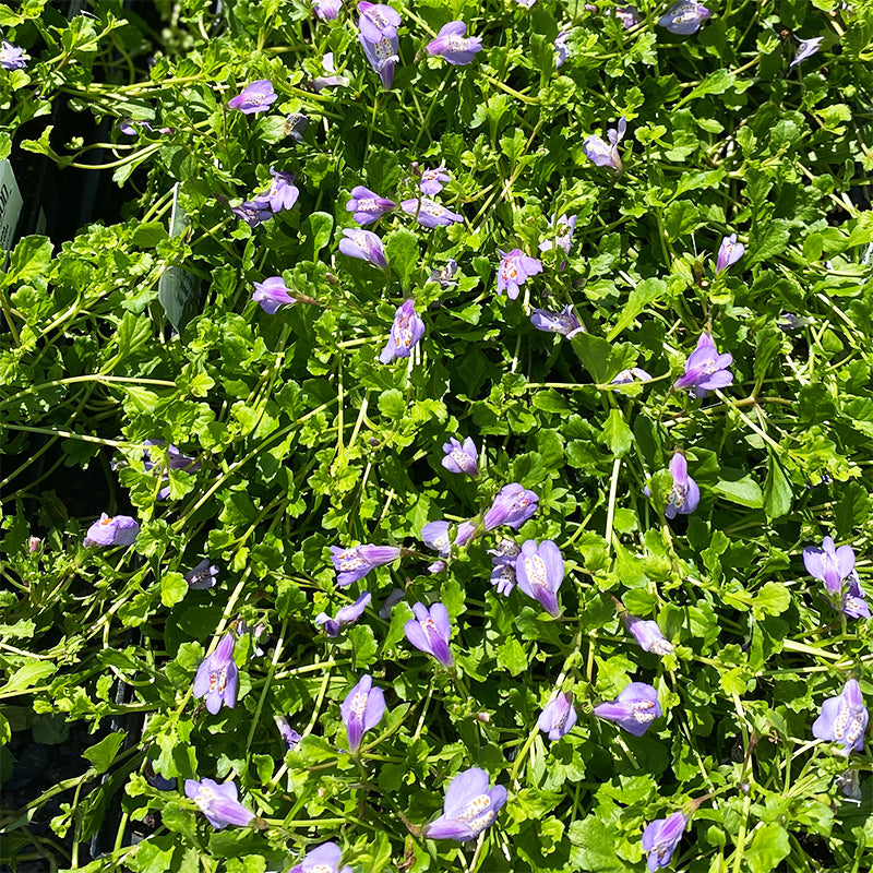 Mazus reptans Q01
