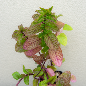 Mentha 'Berries & Cream' 3.5"