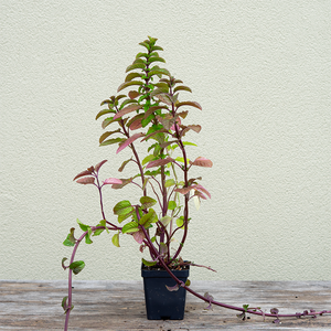Mentha 'Berries & Cream' 3.5"