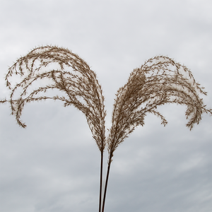 Miscanthus sin 'Malepartus' #2