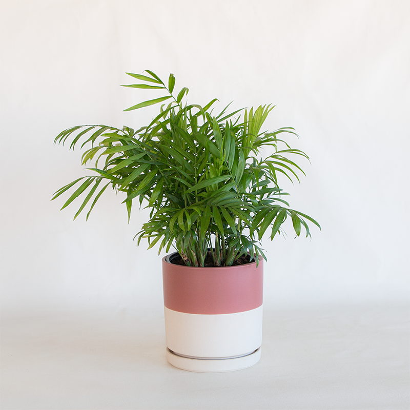 25 planter pot Gemstone Cylinder Planter Half Dusty Rose
