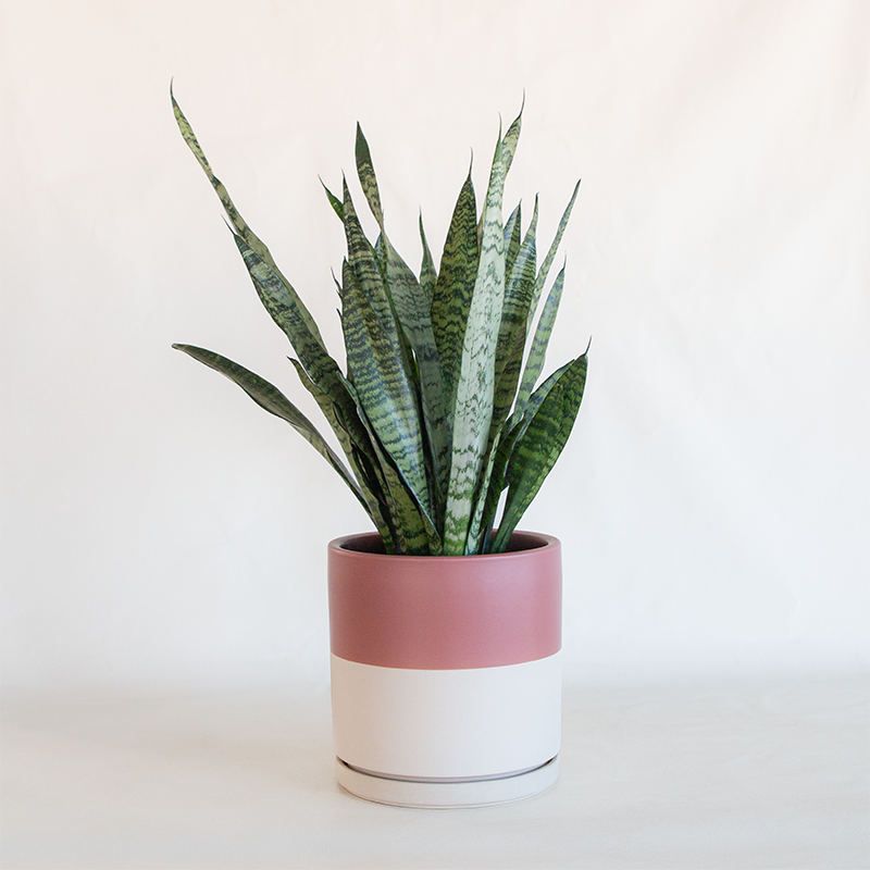 pink planter pot Gemstone Cylinder Planter Half Dusty Rose