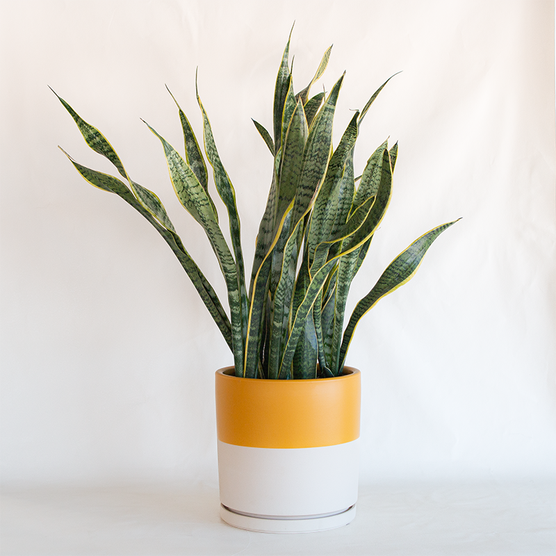 Gemstone Cylinder Planter Half Mustard