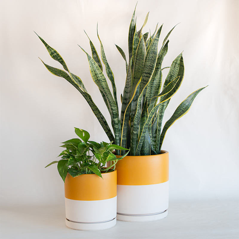 spicygem spicy gem pot 植木鉢 cylinder spicygem