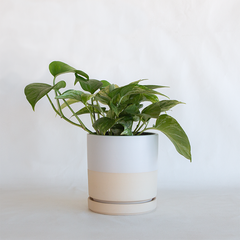 half planter pots Gemstone Cylinder Planter Half White