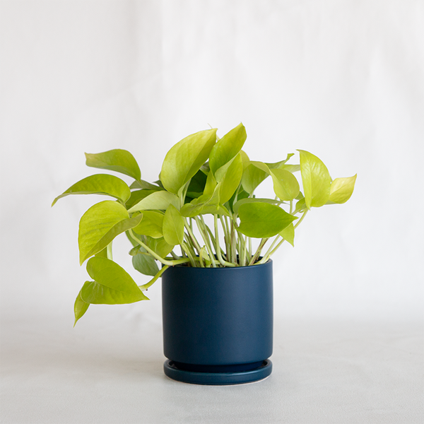 Gemstone Cylinder Planter Midnight Blue - Bowood Farms