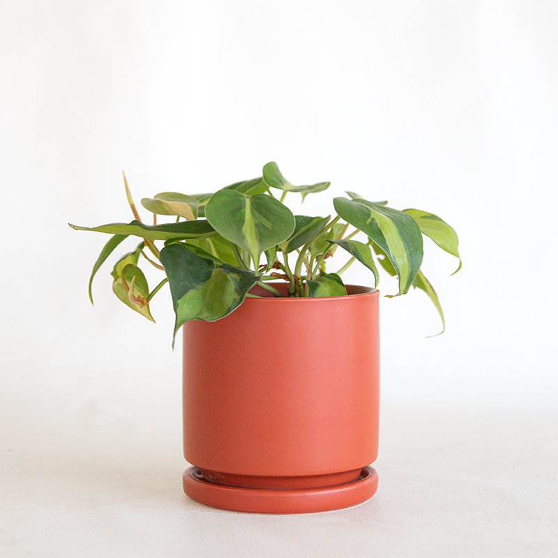 rust coloured plant pots Gemstone Cylinder Planter Rust