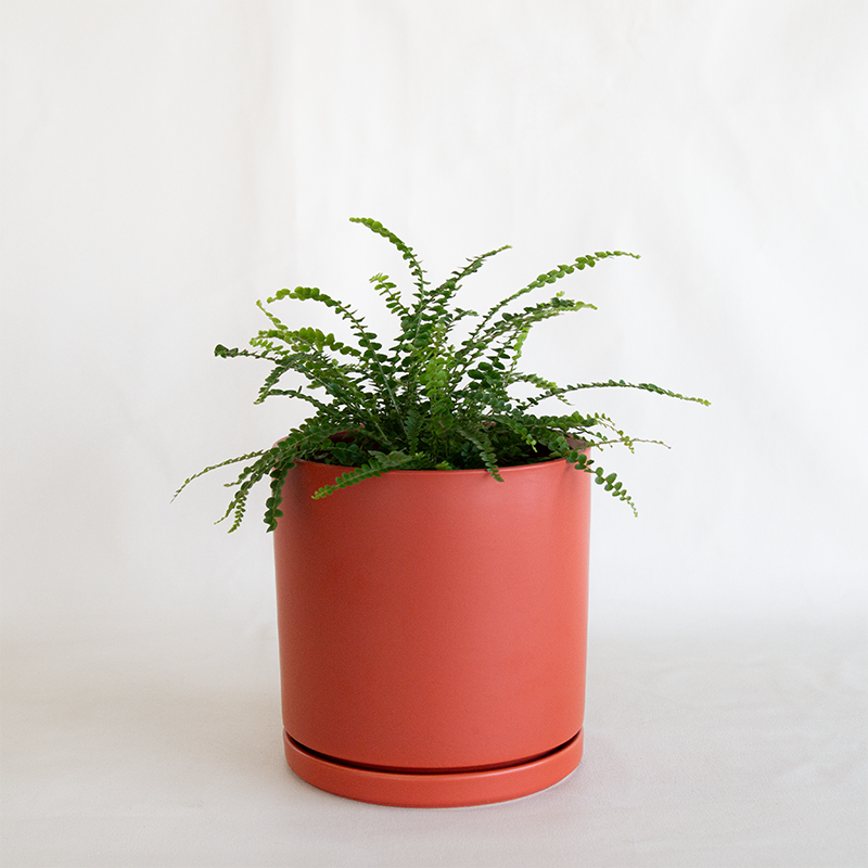 rust coloured plant pots Gemstone Cylinder Planter Rust