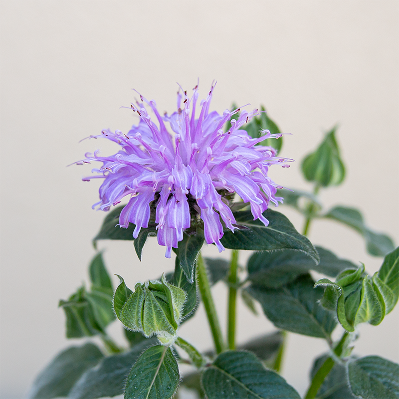 Monarda 'Blue Moon' G01