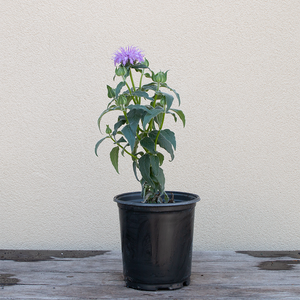 Monarda 'Blue Moon' G01