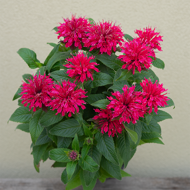 Monarda 'Cherry Pops' G01