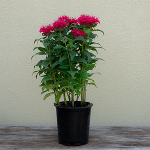 Monarda 'Cherry Pops' G01