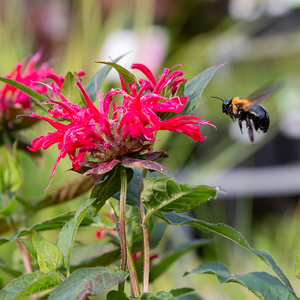 Monarda 'Red Velvet' G01