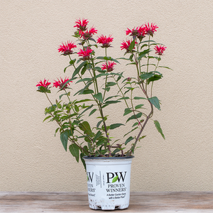 Monarda 'Red Velvet' G01