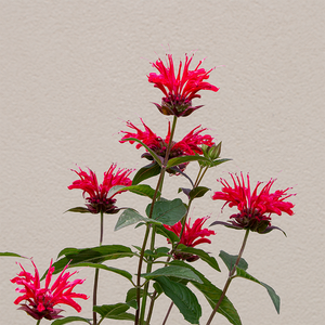 Monarda 'Red Velvet' G01