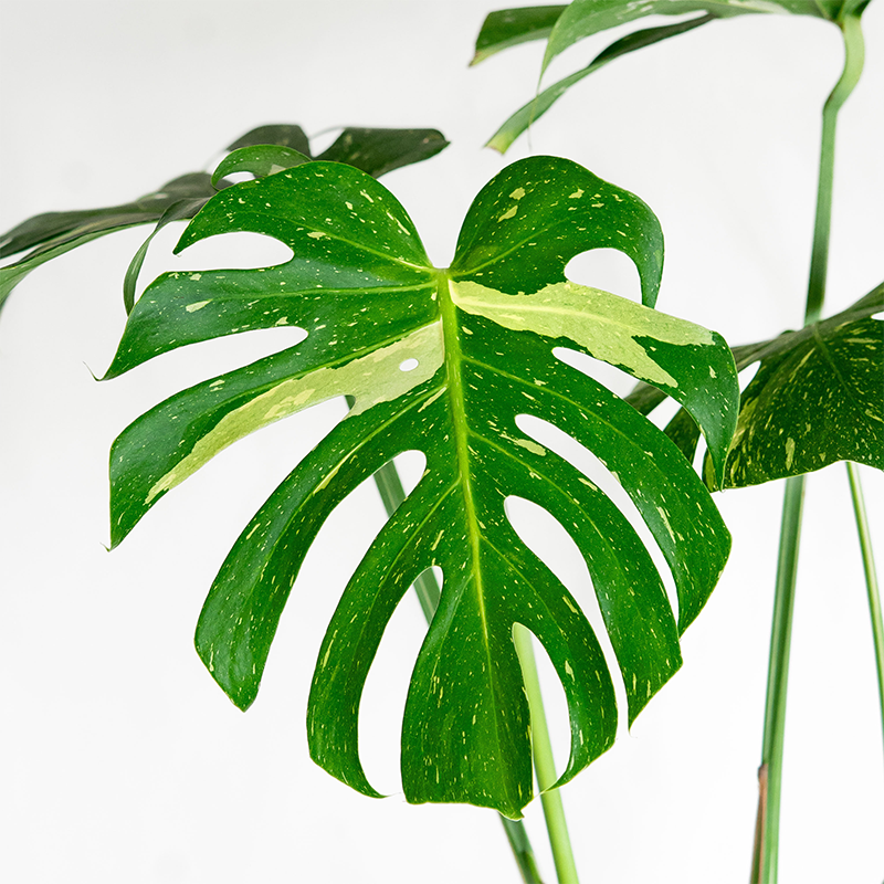 Monstera 'Thai Constellation' 8"