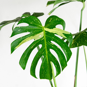 Monstera 'Thai Constellation' 8"