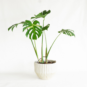Monstera 'Thai Constellation' 8"