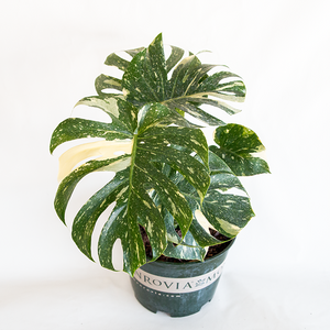 Monstera 'Thai Constellation' #3