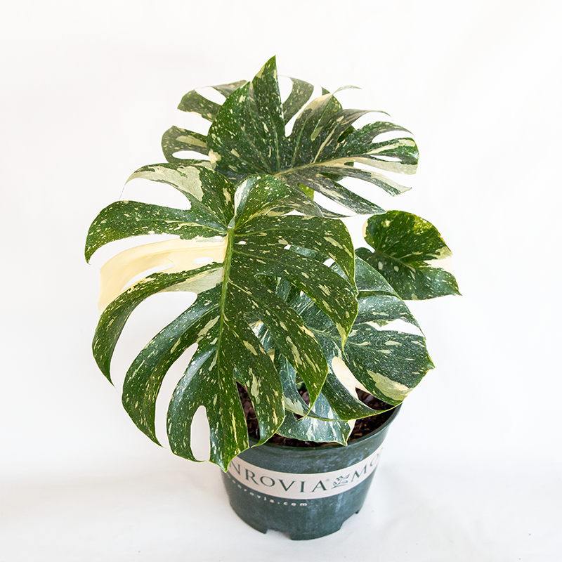 Monstera 'Thai Constellation' #3