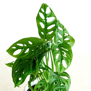 Monstera adansonii