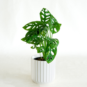 Monstera adansonii