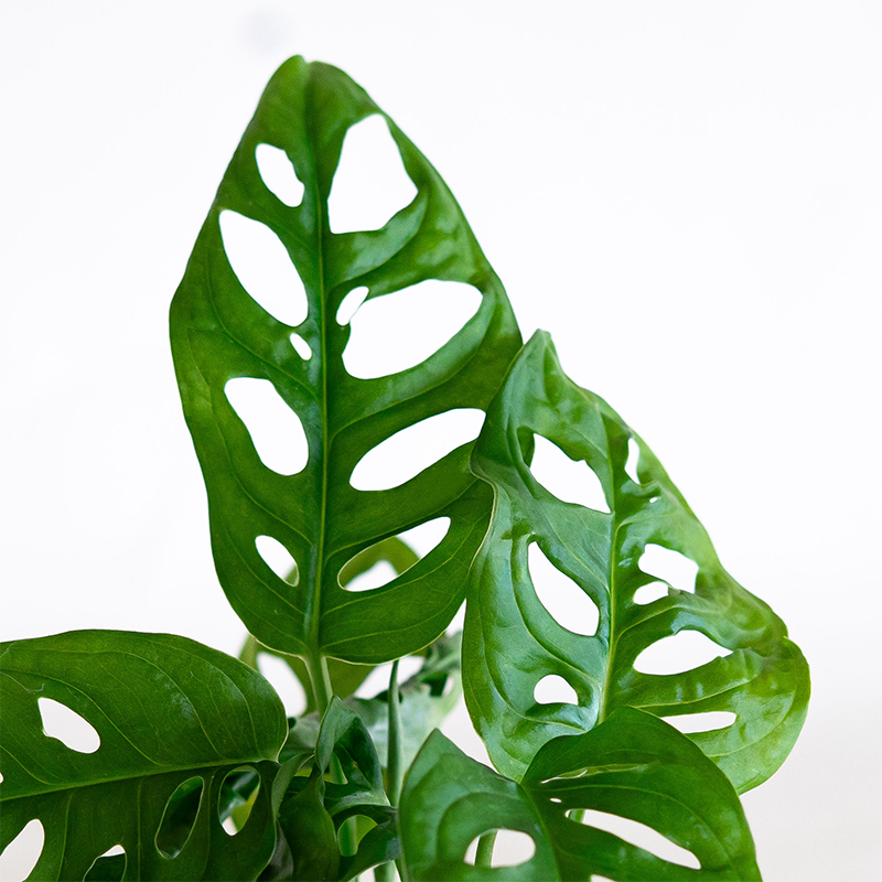 Monstera adansonii