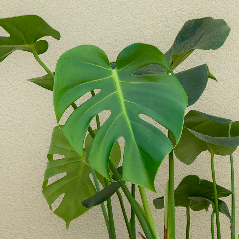 Monstera del 'Tauerii' #3