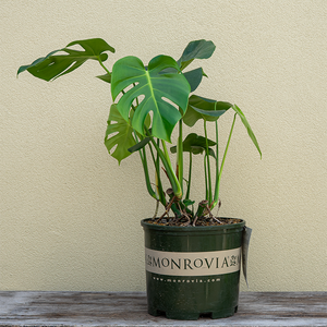 Monstera del 'Tauerii' #3