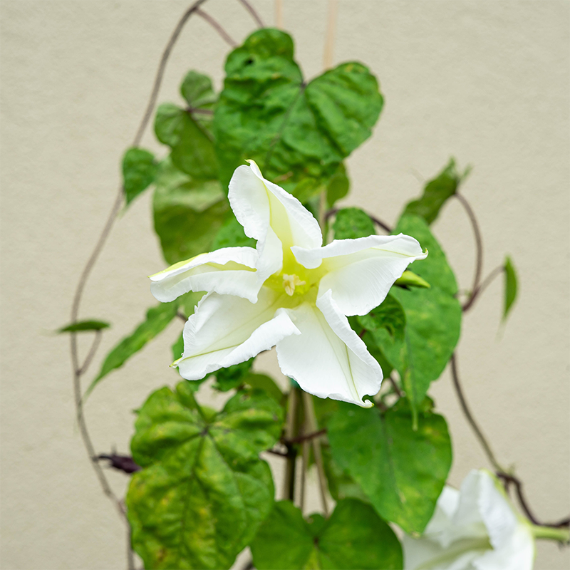 Moonflower 4"