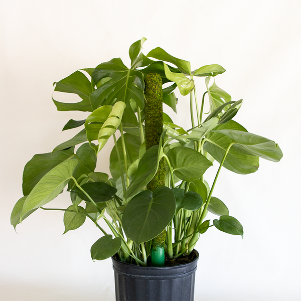 Moss_Pole_18_3_600x.png?v=