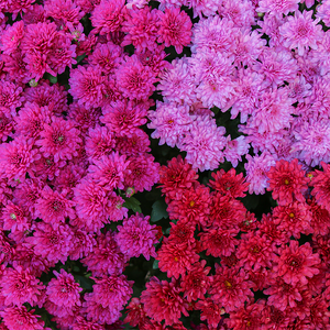 Mum Tricolor - Promise Mix (Purple, Red, Lavender) #3