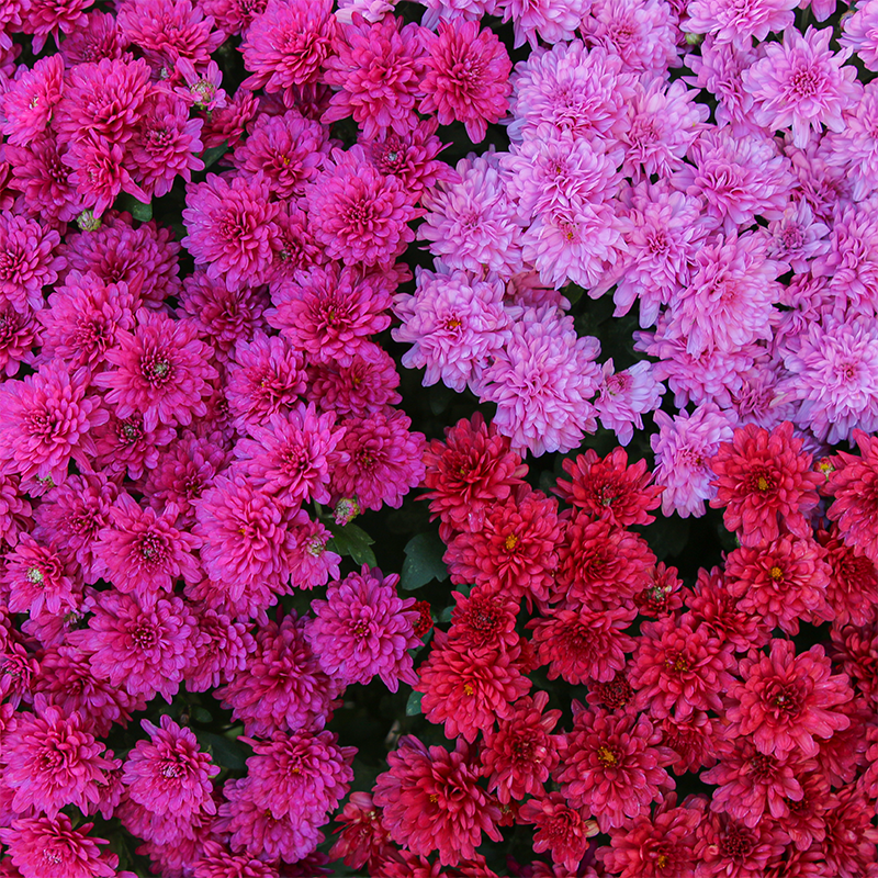 Mum Tricolor - Promise Mix (Purple, Red, Lavender) #3