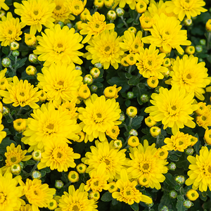 Mum 'Axios Yellow' #3