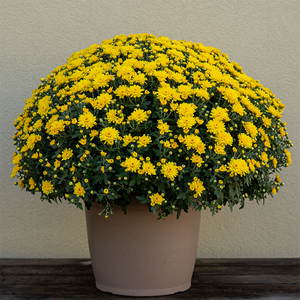 Mum 'Axios Yellow' #3