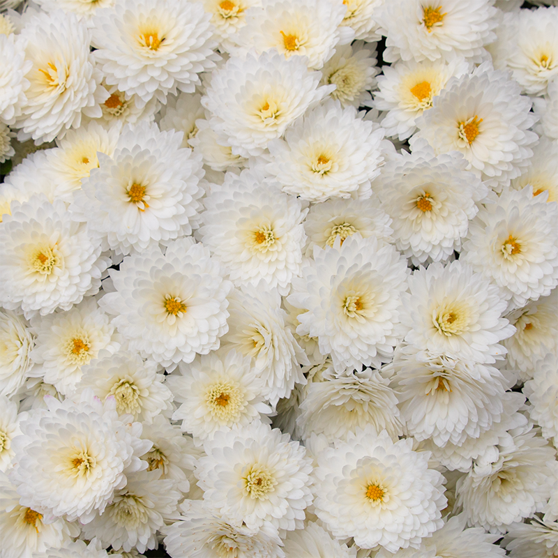 Mum 'Butter N' Cream' #3
