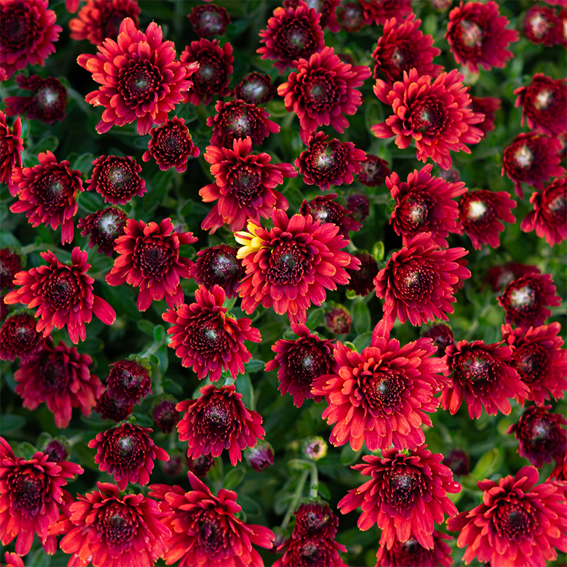 Mum 'Cosmic Red' 9"