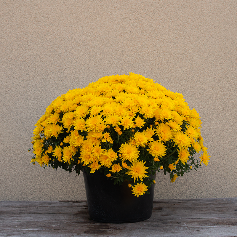 Mum 'Honeyblush Yellow' 9"