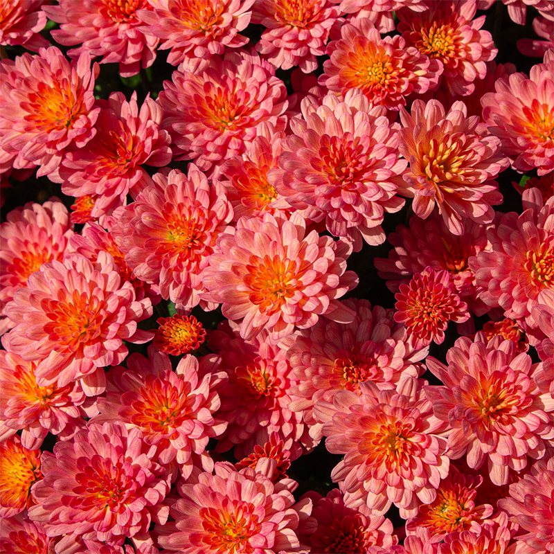 Mum 'Jacqueline Rose' #3