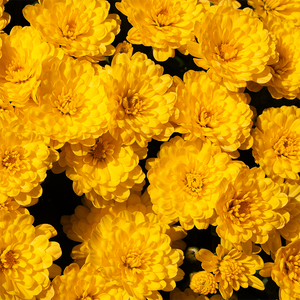 Mum 'Jacqueline Yellow Improved' 9"