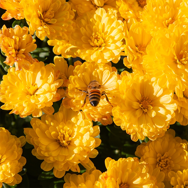 Mum 'Jacqueline Yellow Improved' #3