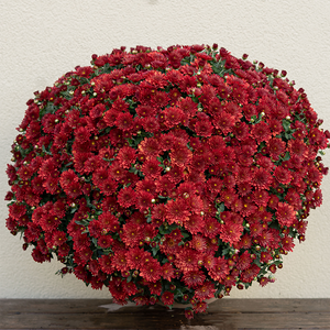 Mum 'Maverick Red' #3