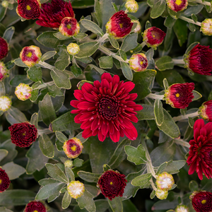 Mum 'Maverick Red' #3