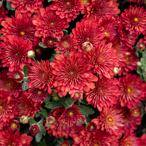 Mum 'Maverick Red' #3