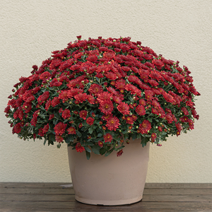 Mum 'Maverick Red' #3